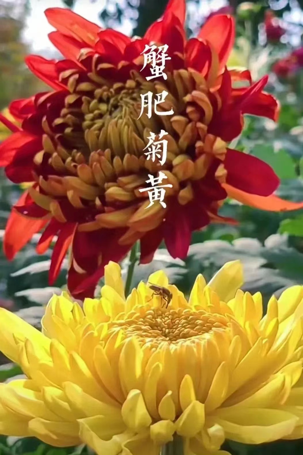 bevictor伟德
