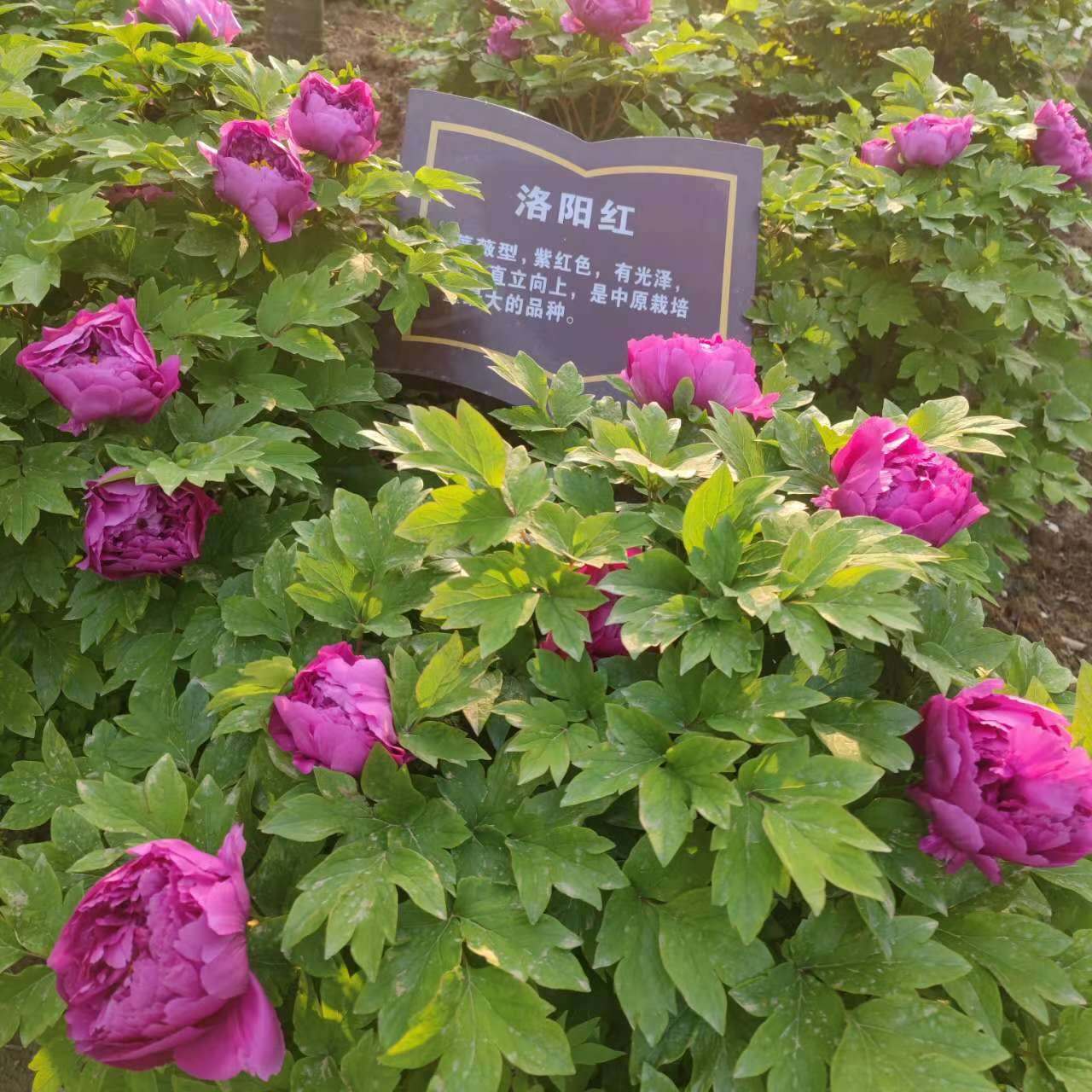 bevictor伟德